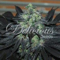 Delicious Seeds Golosa ® - 3 feminized seeds