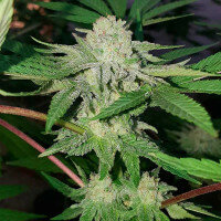 Delicious Seeds Golosa ® - 3 feminisierte Samen