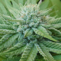 Delicious Seeds Golosa ® - 3 feminisierte Samen