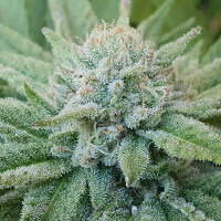 Delicious Seeds Golosa ® - 3 feminisierte Samen