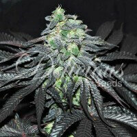 Delicious Seeds Golosa ® - 3 feminisierte Samen