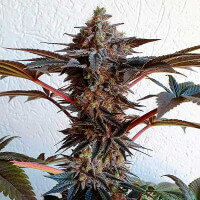 Delicious Seeds Golosa ® - 3 feminisierte Samen