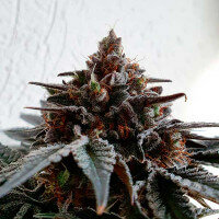 Delicious Seeds Golosa ® - 3 feminisierte Samen