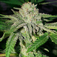 Delicious Seeds Golosa ® - 3 feminisierte Samen