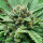 Delicious Seeds Golosa ® - 3 feminisierte Samen