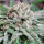 Delicious Seeds Golosa ® - 3 feminisierte Samen