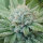 Delicious Seeds Golosa ® - 3 feminisierte Samen