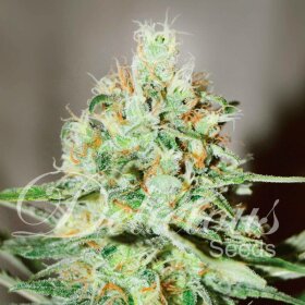 Delicious Seeds Jägg Kush ® - 3 feminisierte Samen