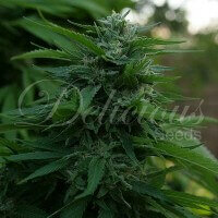 Delicious Seeds Lord Kush - 3 feminisierte Samen