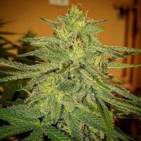 Delicious Seeds Lord Kush - 3 feminisierte Samen