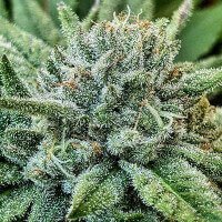 Delicious Seeds Lord Kush - 3 feminisierte Samen