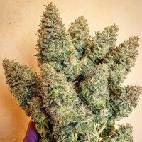 Delicious Seeds Lord Kush - 3 feminisierte Samen