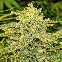 Delicious Seeds Lord Kush - 3 feminized seeds