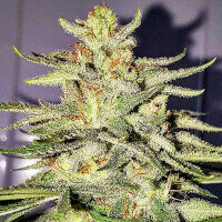 Delicious Seeds Lord Kush - 3 feminisierte Samen