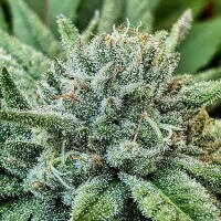 Delicious Seeds Lord Kush - 3 feminisierte Samen