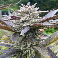 Delicious Seeds Lord Kush - 3 feminisierte Samen