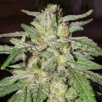 Delicious Seeds Lord Kush - 3 feminisierte Samen