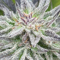 Delicious Seeds Lord Kush - 3 feminisierte Samen