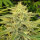 Delicious Seeds Lord Kush - 3 feminisierte Samen