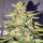 Delicious Seeds Lord Kush - 3 feminisierte Samen