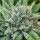 Delicious Seeds Lord Kush - 3 feminisierte Samen