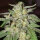 Delicious Seeds Lord Kush - 3 feminisierte Samen