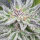 Delicious Seeds Lord Kush - 3 feminisierte Samen