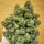 Delicious Seeds Lord Kush - 3 feminisierte Samen