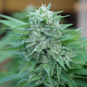 Delicious Seeds Moby Delicious ® - 3 feminized seeds