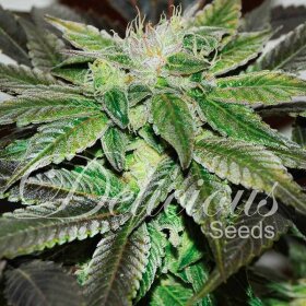 Delicious Seeds Sugar Candy ® - 3 feminized seeds