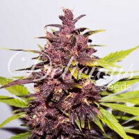 Delicious Seeds Dark Purple ® AUTO - 3 autoflowering...