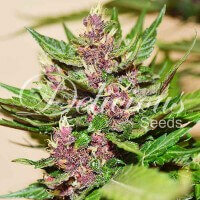 Delicious Seeds Dark Purple ® AUTO - 3 autoflowering Samen