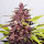 Delicious Seeds Dark Purple ® AUTO - 3 autoflowering Samen