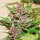 Delicious Seeds Dark Purple ® AUTO - 3 autoflowering Samen