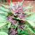 Delicious Seeds Dark Purple ® AUTO - 3 autoflowering Samen