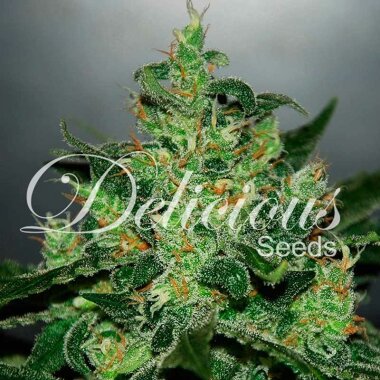 Delicious Seeds Critical Jack Herer AUTO - 3...