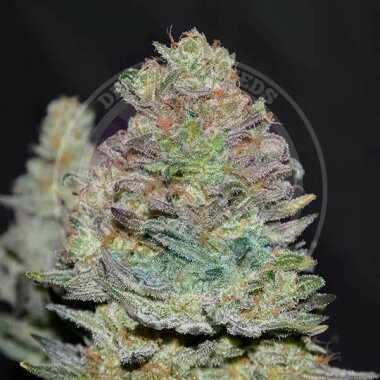 Delicious Seeds Delicious Cookies AUTO - 3 automatisierte...