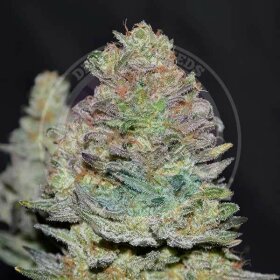 Delicious Seeds Delicious Cookies AUTO - 3 automatisierte Samen