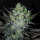 Delicious Seeds Eleven Roses AUTO - 3 autoflowering Samen