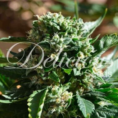 Delicious Seeds Il Diavolo ® AUTO - 3 autoflowering...