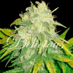 Delicious Seeds Il Diavolo ® AUTO - 3 automated seeds