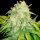 Delicious Seeds Il Diavolo ® AUTO - 3 autoflowering Samen