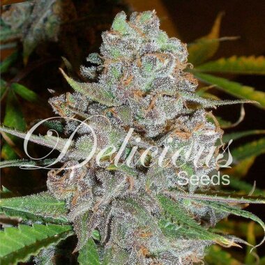 Delicious Seeds La Diva ® AUTO - 3 autoflowering Samen