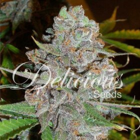 Delicious Seeds La Diva ® AUTO - 3 automated seeds