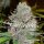 Delicious Seeds La Diva ® AUTO - 3 autoflowering Samen