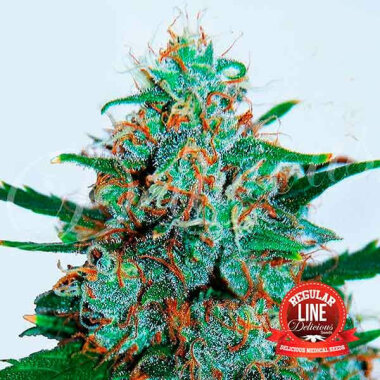 Delicious Seeds Critical Neville Haze REGULAR AUTO - 7...