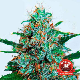 Delicious Seeds Critical Neville Haze REGULAR AUTO - 7 regular seeds