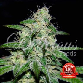 Delicious Seeds Marmalate REGULAR - 7 reguläre Samen