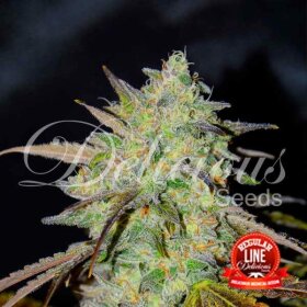 Delicious Seeds Marmalate REGULAR - 7 regular seeds