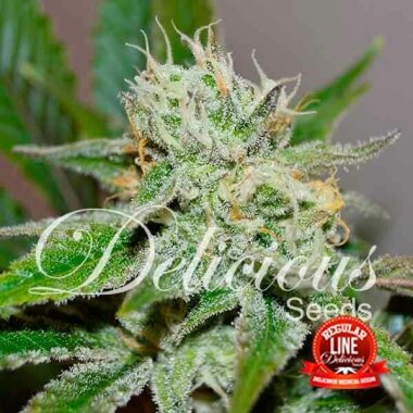 Delicious Seeds Original Juan Herer REGULAR - 7...